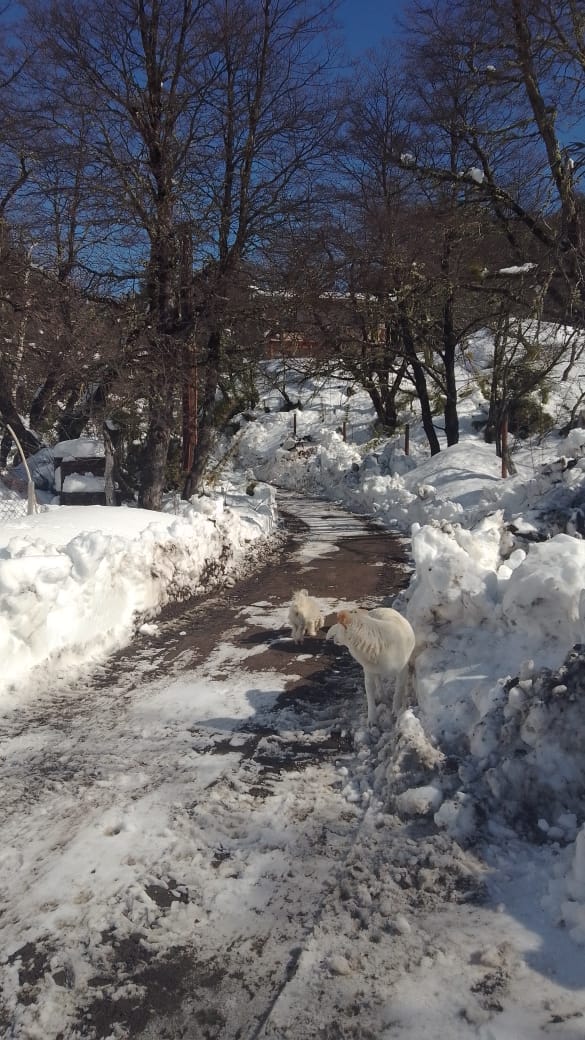Sendero nevado