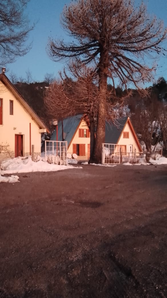Las cabañas junto a una araucaria