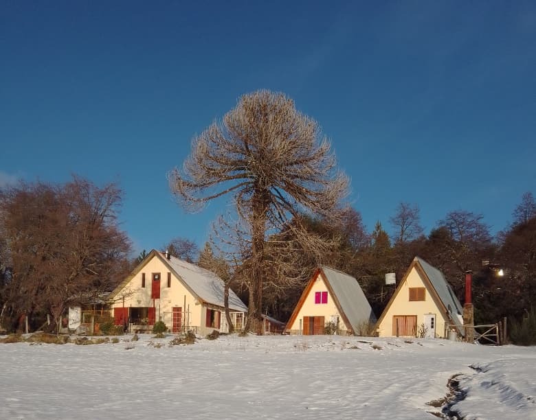 El complejo nevado junto a una araucaria