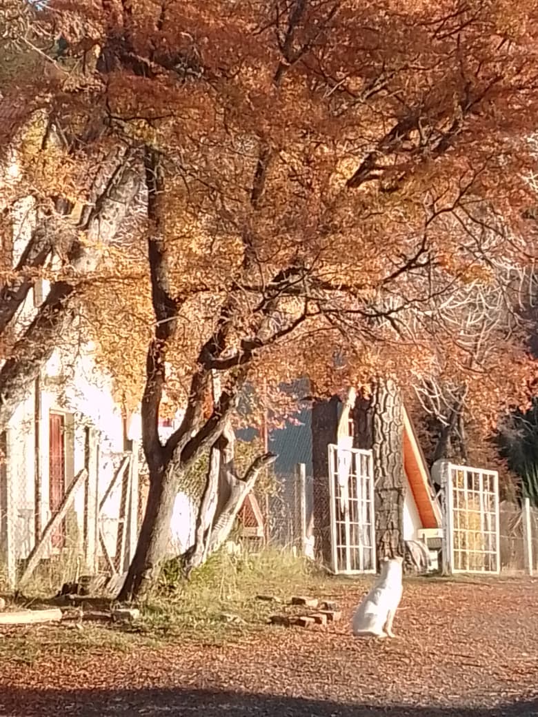 Cabaña entre árboles de otoño