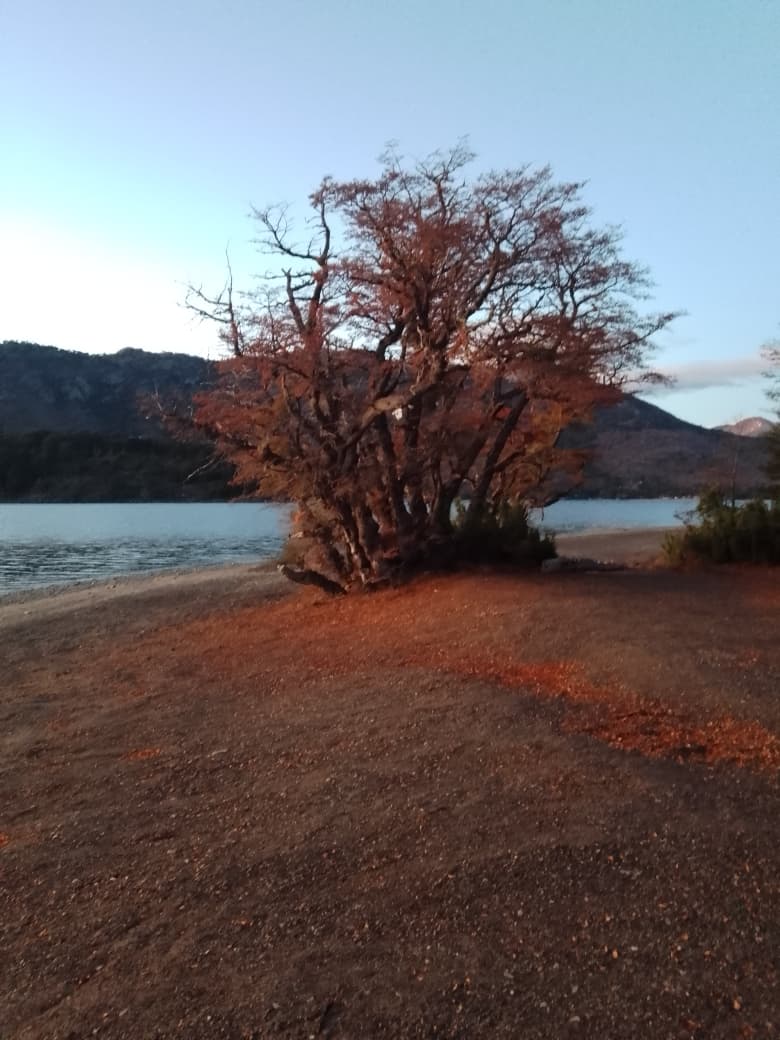 Árbol de otoño junto al lago