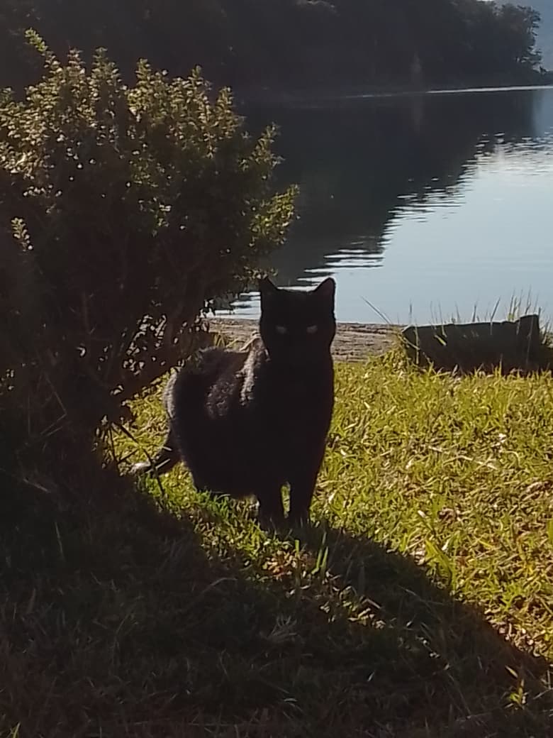 Gato negro en el pasto junto al lago